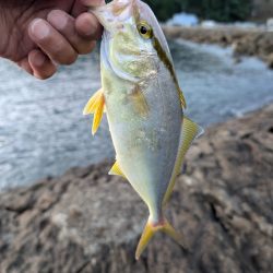 陸っぱり釣行記