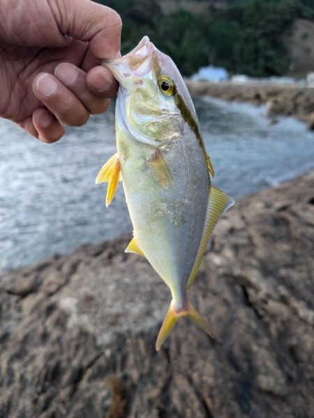 陸っぱり釣行記