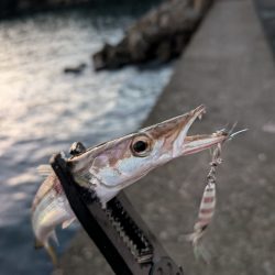 陸っぱり釣行記