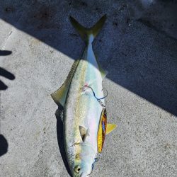 紀北の太刀魚た青物