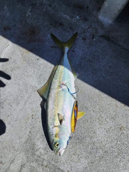 紀北の太刀魚た青物