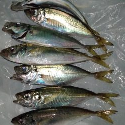 中アジ釣れてます