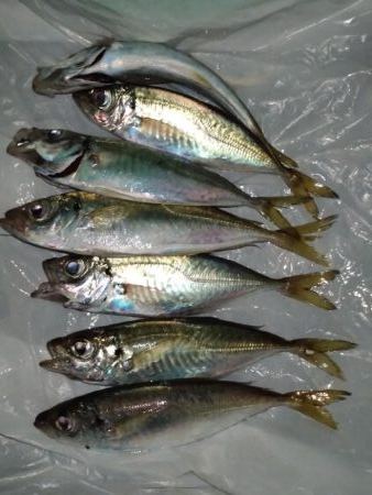 中アジ釣れてます