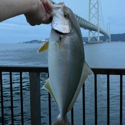 タチウオ不発からの青物