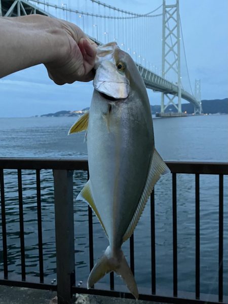 タチウオ不発からの青物