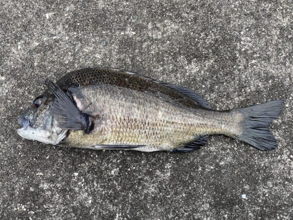 イチノ兄弟、釣果！