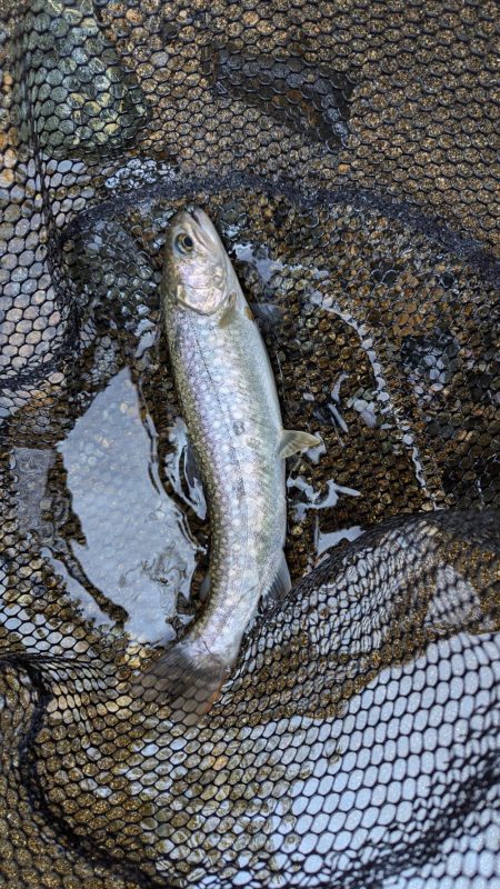 朝一入る川間違えたものの何とか釣れた