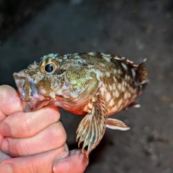 竿飛ばされそうになる夜のぶっこみ釣り