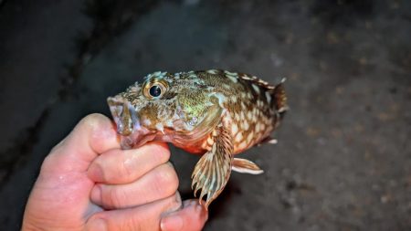 竿飛ばされそうになる夜のぶっこみ釣り