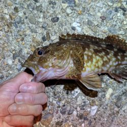 虫ヘッドと切り身で探り釣り