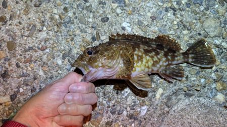 虫ヘッドと切り身で探り釣り