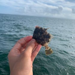 2週連続カワハギ釣り