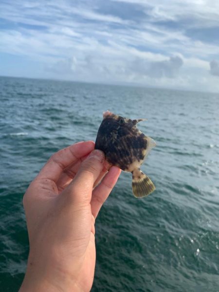 2週連続カワハギ釣り