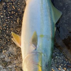 小アジでヒラメと青物釣り