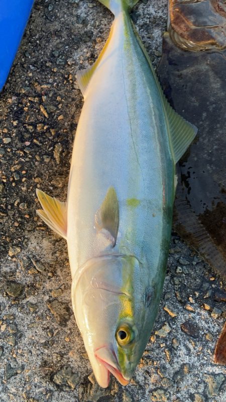 小アジでヒラメと青物釣り