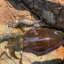 まだまだチビイカ