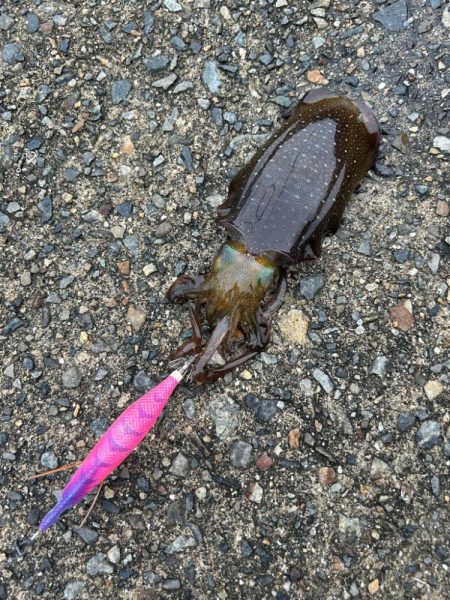 平磯海釣り公園へ