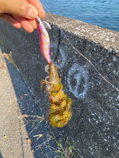 秋の数釣り