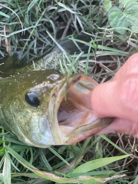 夕まずめ1時間釣行