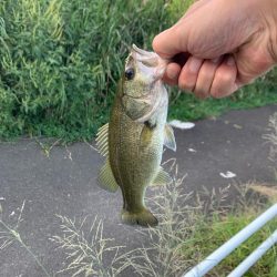 涼しいうちにバス釣り