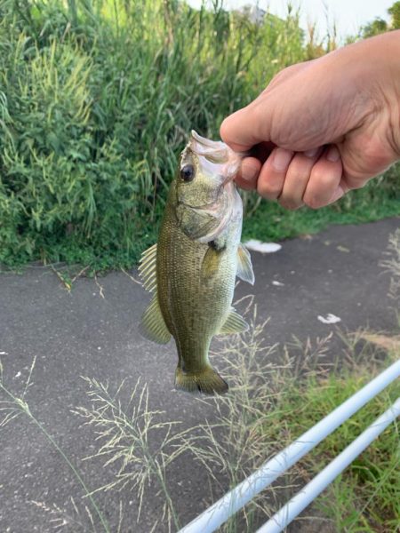 涼しいうちにバス釣り