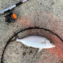 エビ撒き釣り