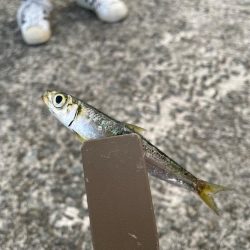 サビキ釣り