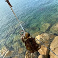 渋いながらもポツポツと数は釣れる感じ！