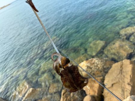 渋いながらもポツポツと数は釣れる感じ！