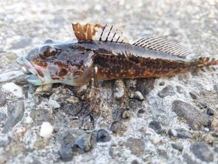 ロックフィッシュ釣行