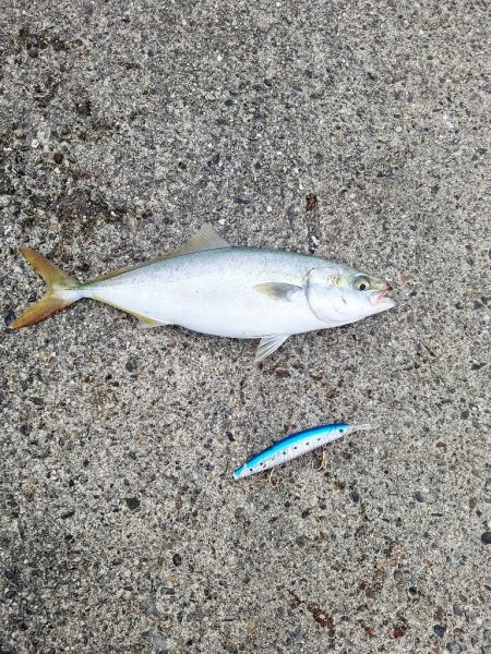 青物釣行