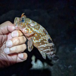 陸っぱり釣行記