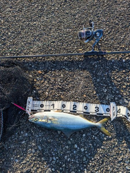 陸っぱり釣行記