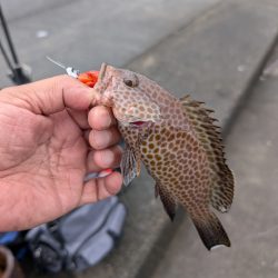 陸っぱり釣行記