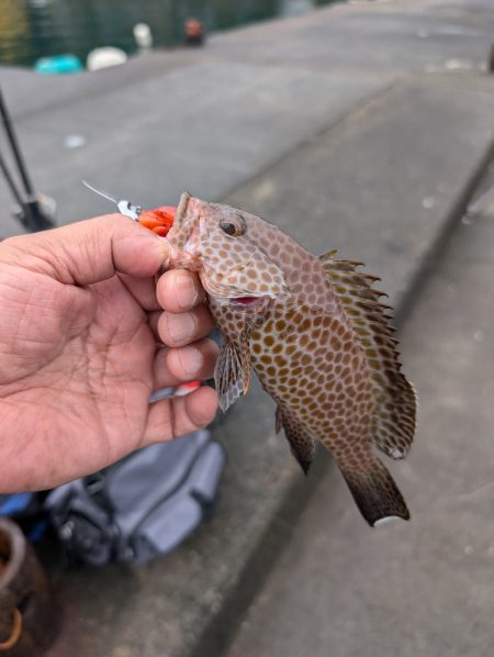 陸っぱり釣行記