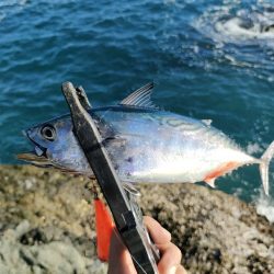 串本遠征釣行2日目