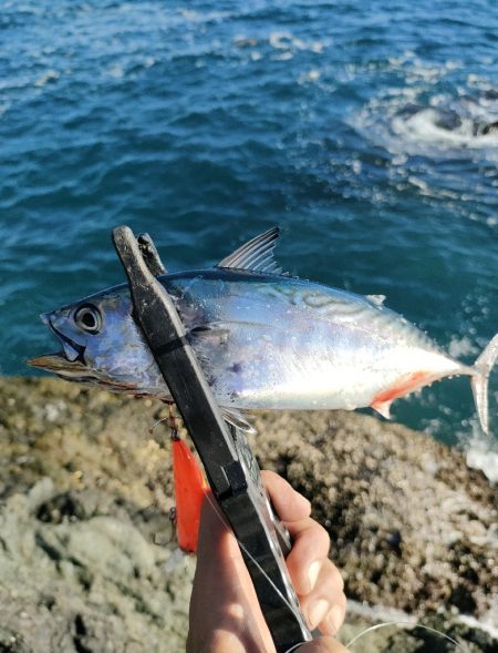 串本遠征釣行2日目