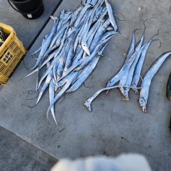 紀北の太刀魚た青物