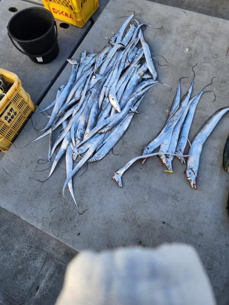 紀北の太刀魚た青物