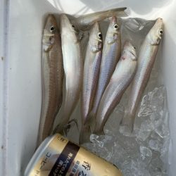 しばらく釣りに行ってなかったらキスが薄くなってました