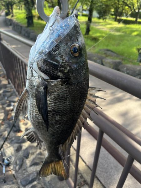 大分川河口付近　トップチヌゲーム