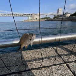 渋い、おせんの季節