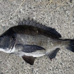 イチノ兄弟、釣果！