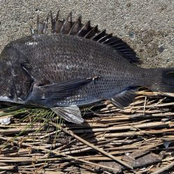 イチノ兄弟、釣果！