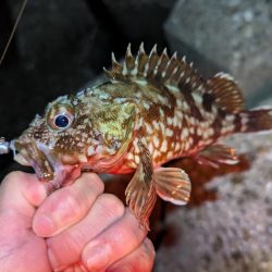 虫ヘッドと切り身で探り釣り