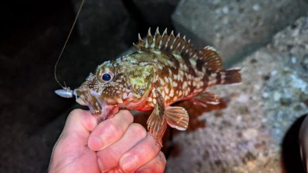 虫ヘッドと切り身で探り釣り