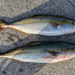 シーズン初ショアジギ 早朝短時間釣行