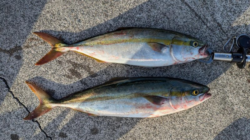 シーズン初ショアジギ 早朝短時間釣行