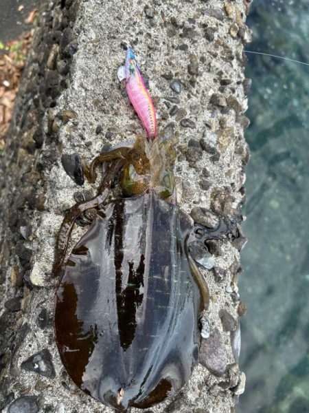 県南エギング好調