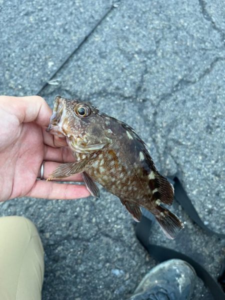 四日市ハゼの季節